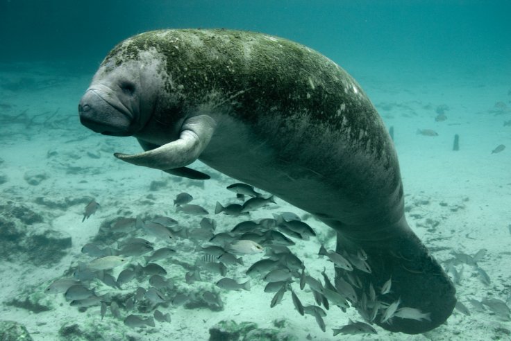 West Indian Manatee