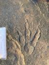 Dinosaur footprint 
