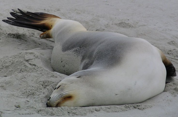 Sea lion 