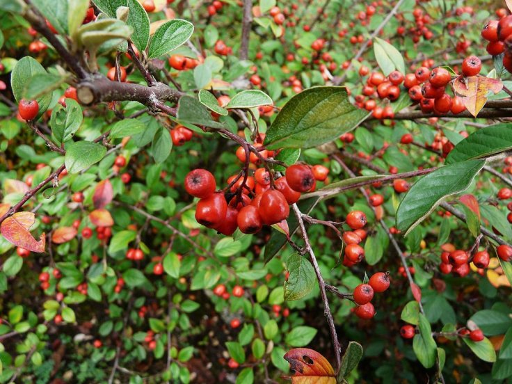 Cotoneaster franchetii