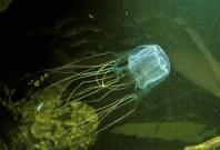 box jellyfish 