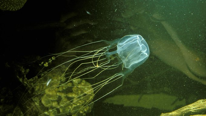 box jellyfish 