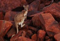 man punches kangaroo in the face man punches kangaroo in the face