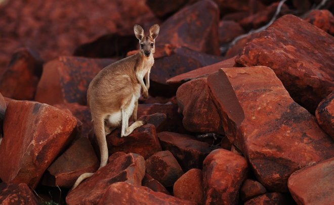 man punches kangaroo in the face man punches kangaroo in the face