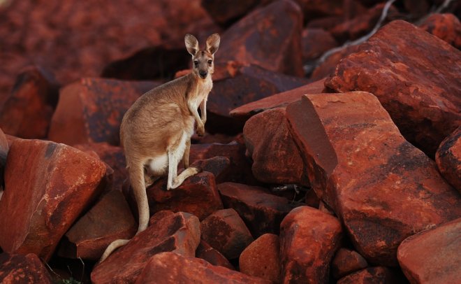 man punches kangaroo in the face