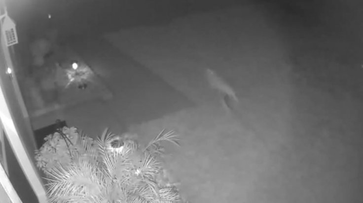 Baby dinosaur runs through woman's backyard Florida Baby dinosaur runs through woman's backyard Florida