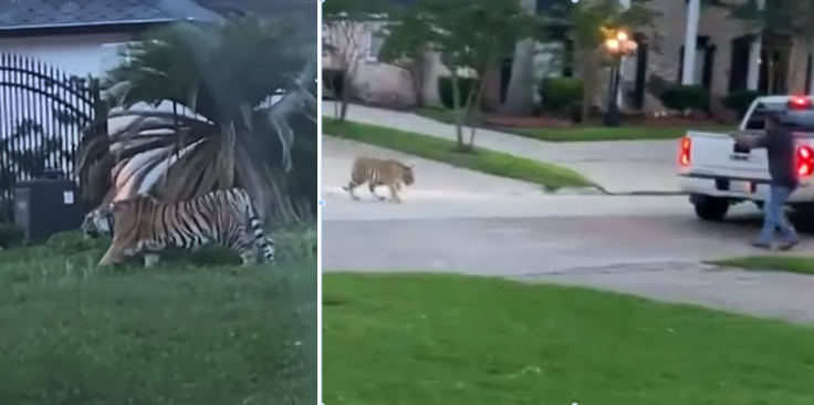 Houston tiger Houston tiger