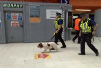 Sniffer dogs for Covid-19 detection
