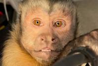 George the moneky George the moneky