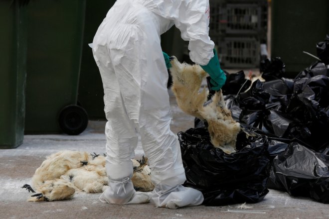 China confirms second human bird flu infection; stops poultry sales