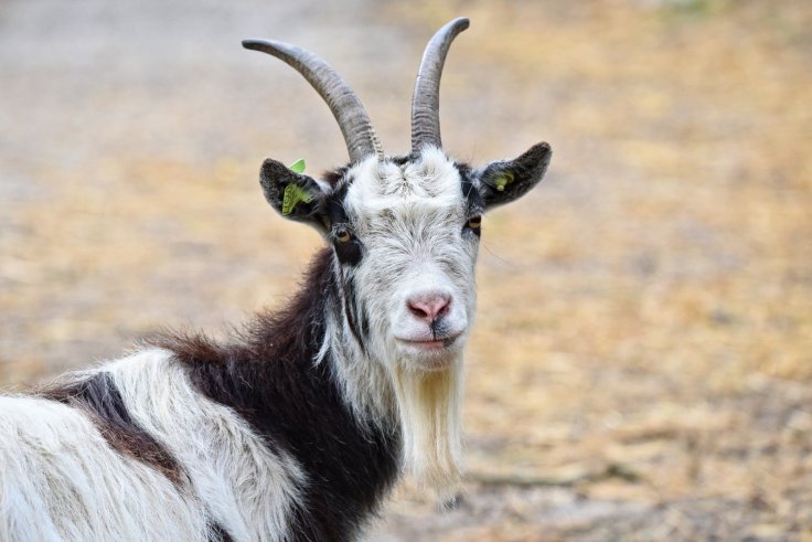 Goat Animal Goat Animal