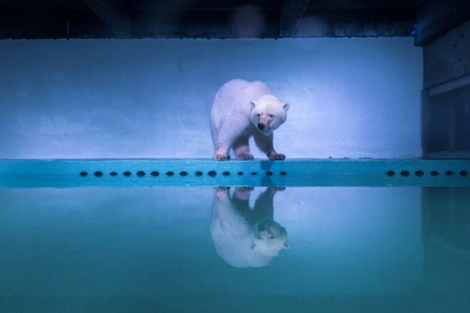 Polar bear Pizza