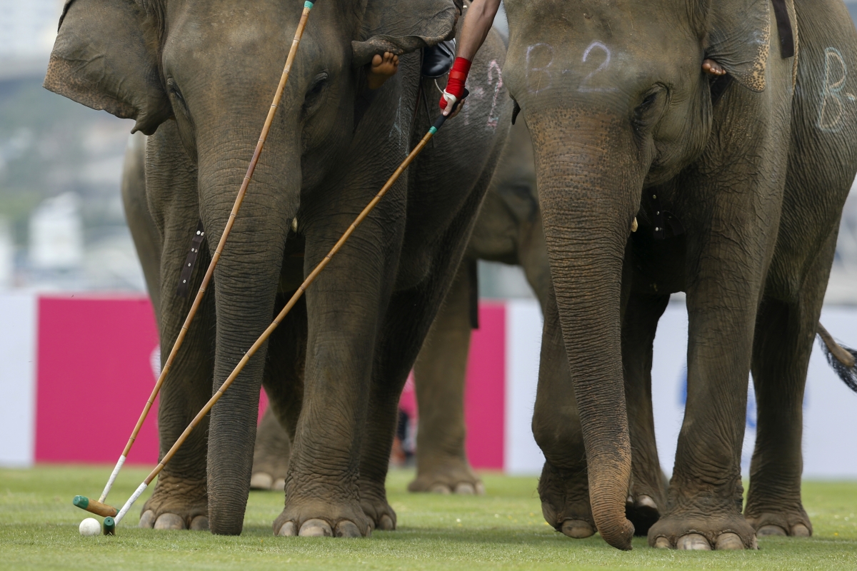 Kings cup elephant polo in Thailand