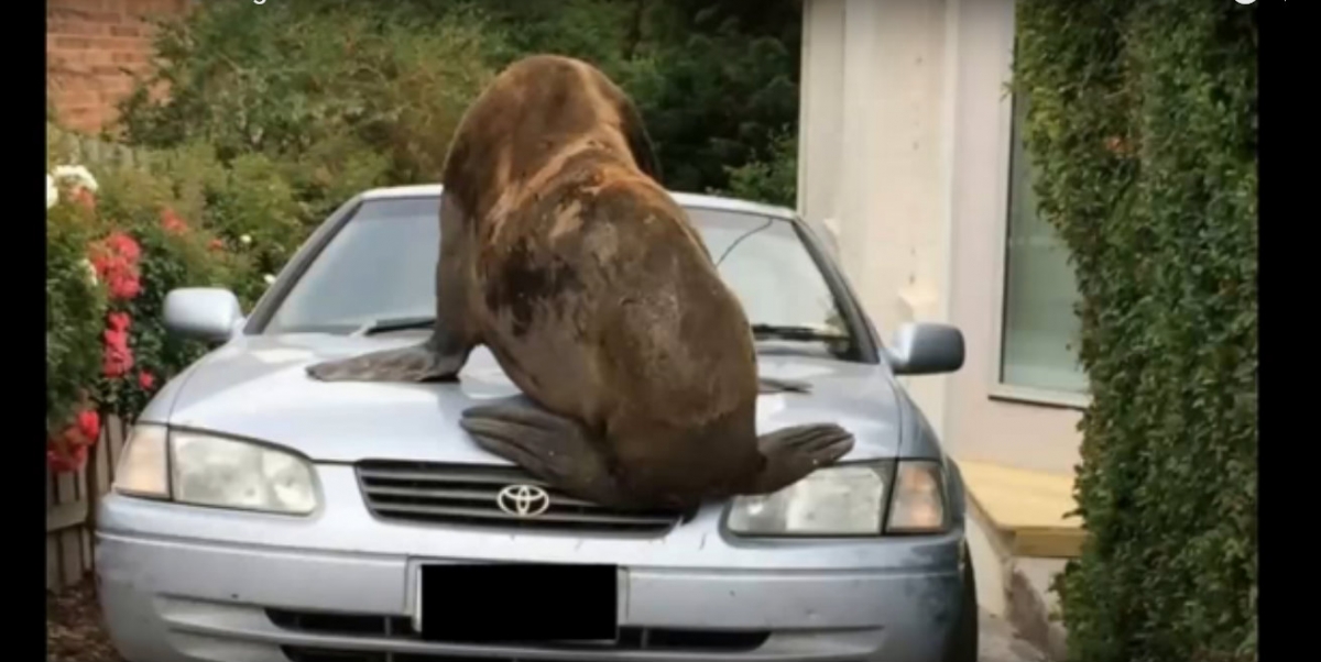 Mr Lou-Seal sitting on a car