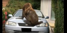Mr Lou-Seal sitting on a car