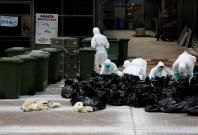 Shanghai and Hong Kong confirm new human cases of H7N9 bird flu infection