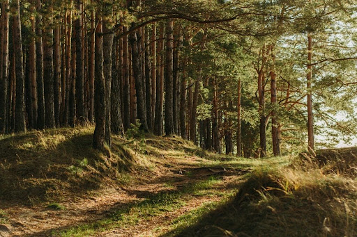 Agroforestry Agroforestry