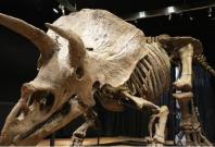 Skeleton of the world's biggest Triceratops