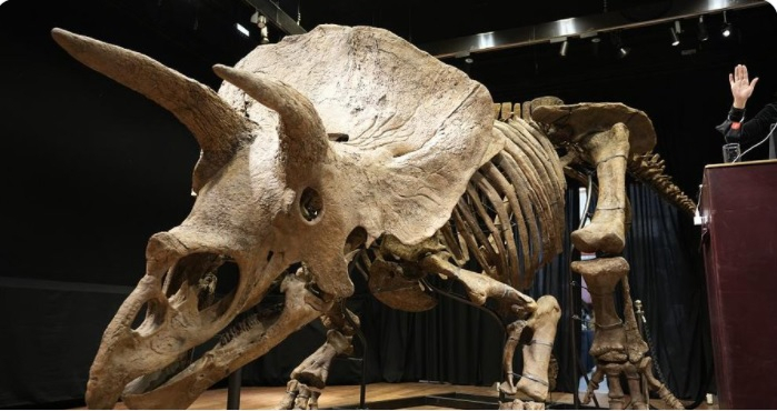 Skeleton of the world's biggest Triceratops