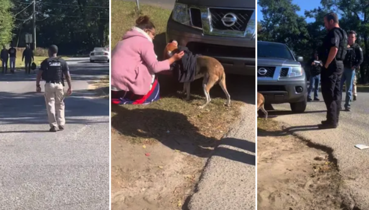 Florida Cop Shoots TikTok User's Dog in the Head After It Ran Towards Deputy to 'Play' with Him