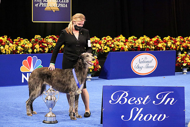 Claire The Scottish Deerhound - 2020 Winner