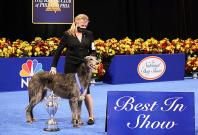 Claire The Scottish Deerhound - 2020 Winner