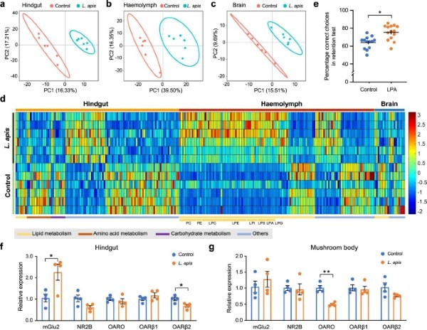 Research Study On Gut Bacteria (Lactobacillus Apis)