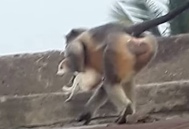 Monkeys in Indian villages of Majalgaon and Lavul killed 250 dogs Monkeys in Indian villages of Majalgaon and Lavul killed 250 dogs