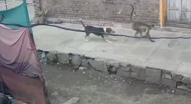 Footage showed a dog chasing a monkey
