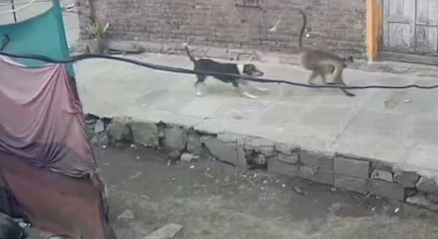 Footage showed a dog chasing a monkey Footage showed a dog chasing a monkey