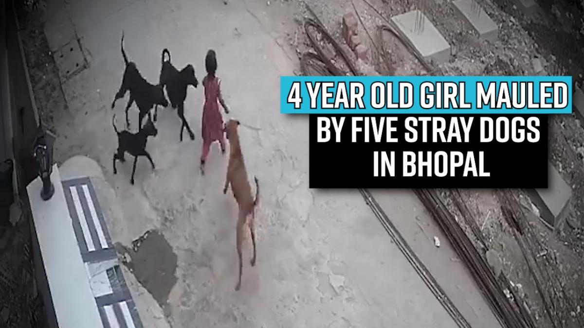 Bhopal in dog my porn Sickening to