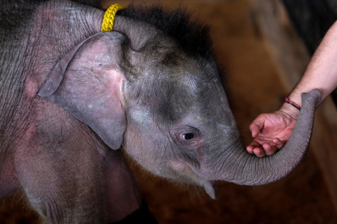 Baby elephant undergoes rehabilitation in Thailand