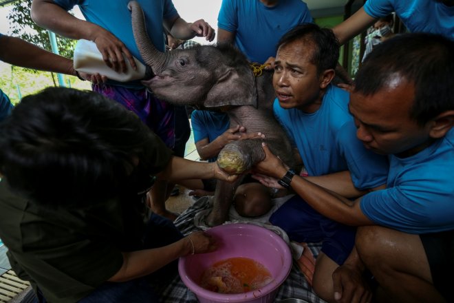 Baby elephant undergoes rehabilitation in Thailand