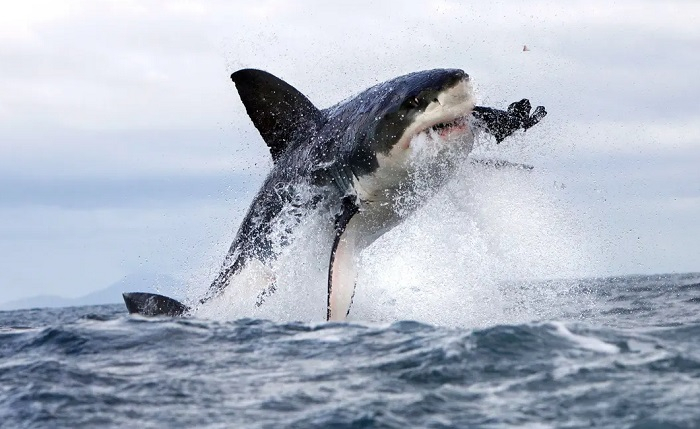 Sydney Shark Attack