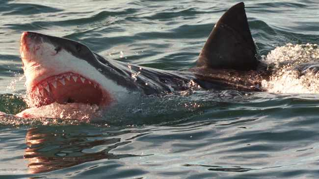 Sydney Shark Attack 
