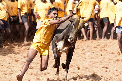 Jallikattu