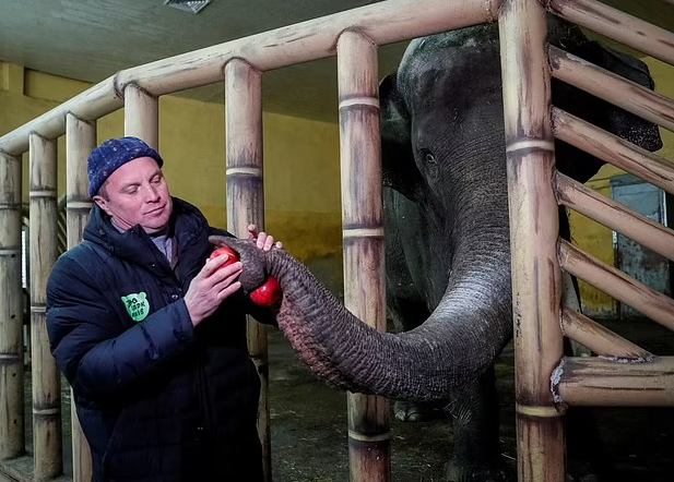 Zoo director, Kyrylo Trantin feeding Horace