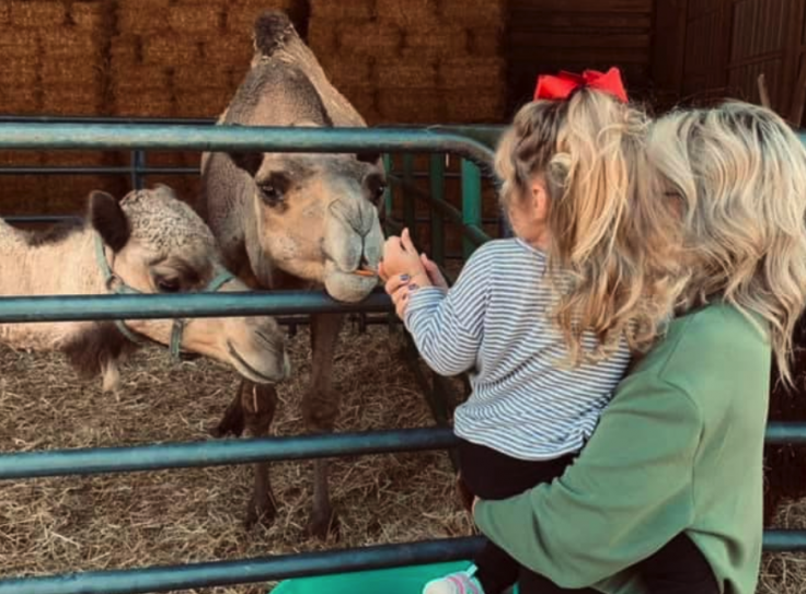 Camels at Shirley's Farm