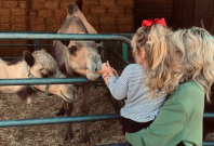 Camels at Shirley's Farm