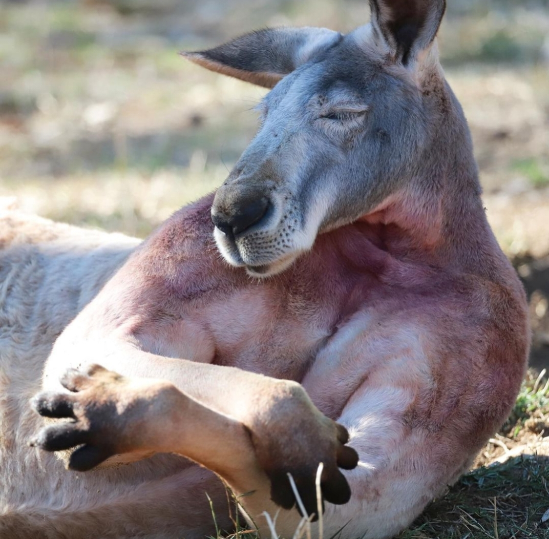 Buff Kangaroo Goes Viral After Showing off his Giant Muscles at ...