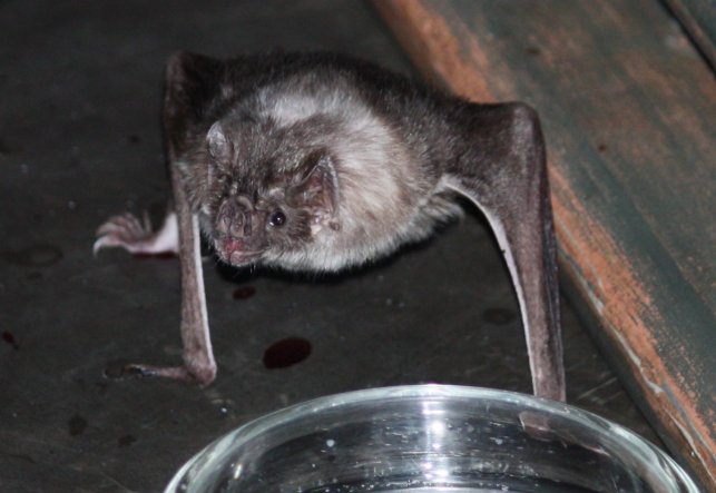 Vampire bat Vampire bat