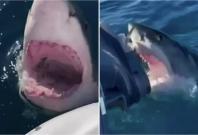 White shark attack on a fishing boat