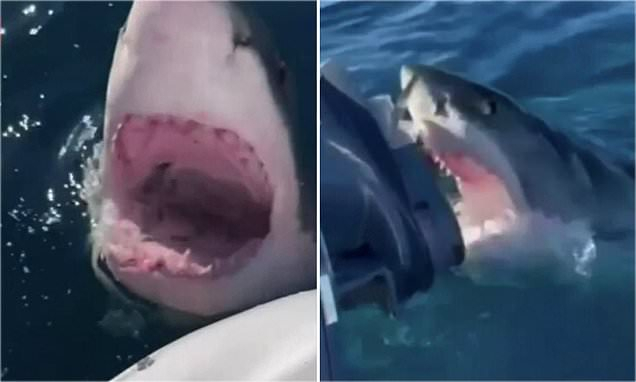 White shark attack on a fishing boat