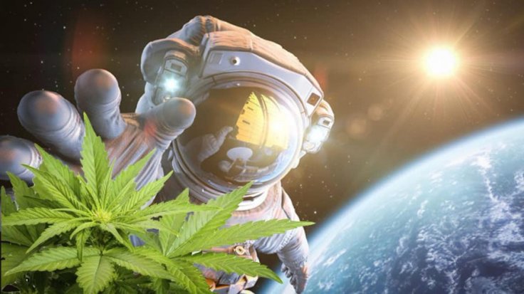 Weed can be grown in space 