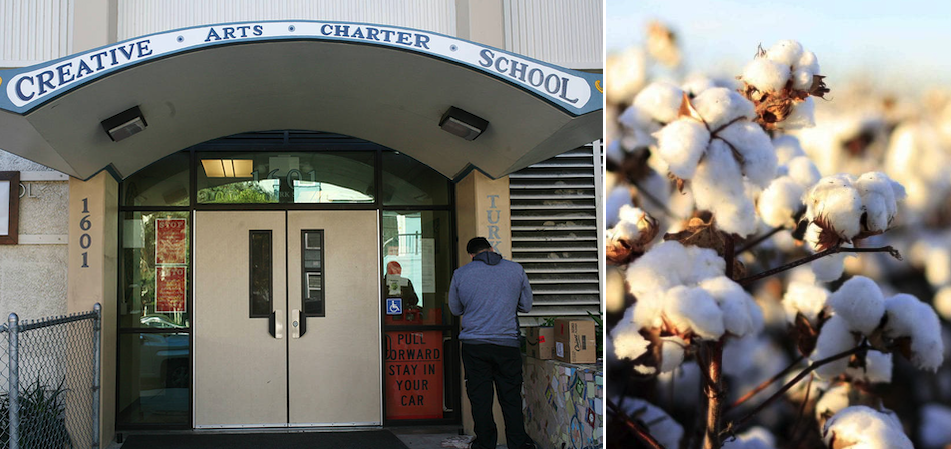 san-francisco-teacher-suspended-after-using-a-cotton-plant-to-teach