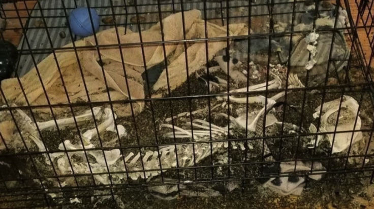 Heidi Leuders dead dogs case Heidi Leuders dead dogs case