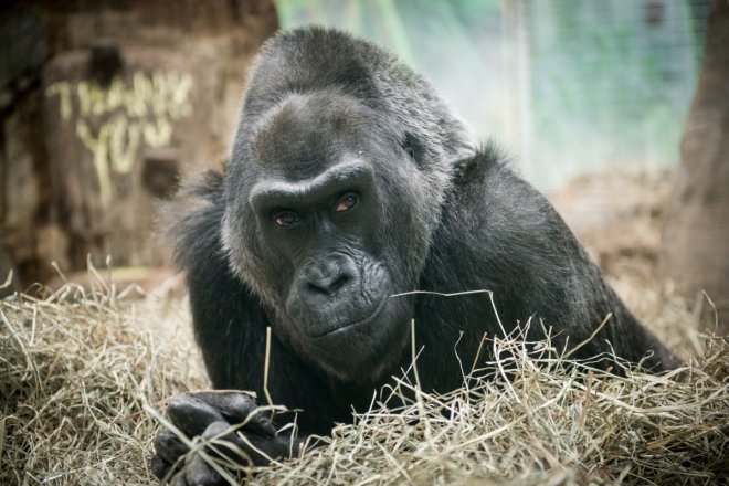 Colo, the world's oldest gorilla in captivity dies after 60 years in Columbus Zoo