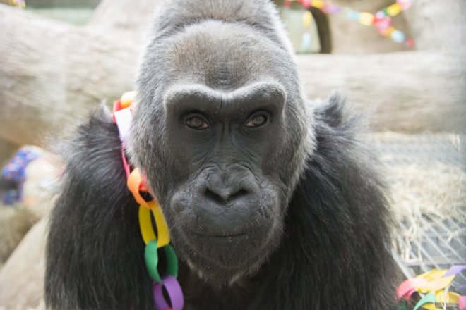 Colo, the world's oldest gorilla in captivity dies after 60 years in Columbus Zoo