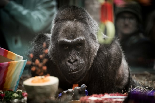 Colo, the world's oldest gorilla in captivity dies after 60 years in Columbus Zoo