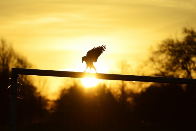 Singapore: Woman seriously injured after crows attack her